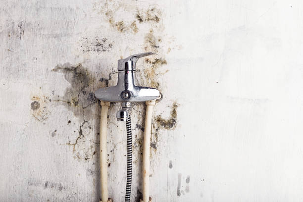 Best Home Mold Removal  in Port Orange, FL