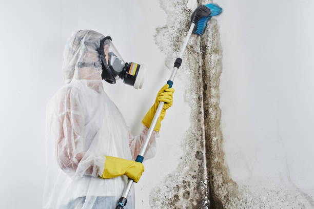 Best Residential Mold Removal  in Port Orange, FL