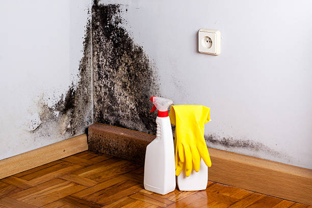 Best Crawl Space Mold Removal  in Port Orange, FL