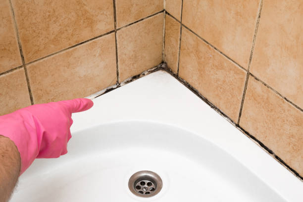 Mold Removal Process in Port Orange, FL