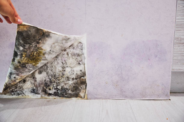 Best Mold Cleaning Services  in Port Orange, FL
